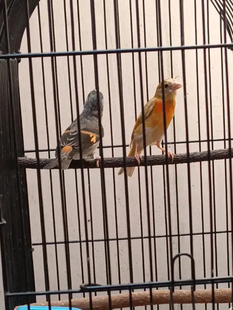 Red siskin dobel dilute jantan dan betina klasik 1 pasang