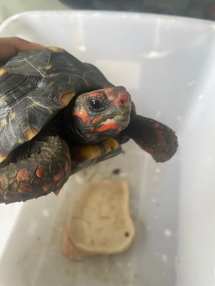 Dijual BU Rawatan dari Bayi sangat sangat sehat