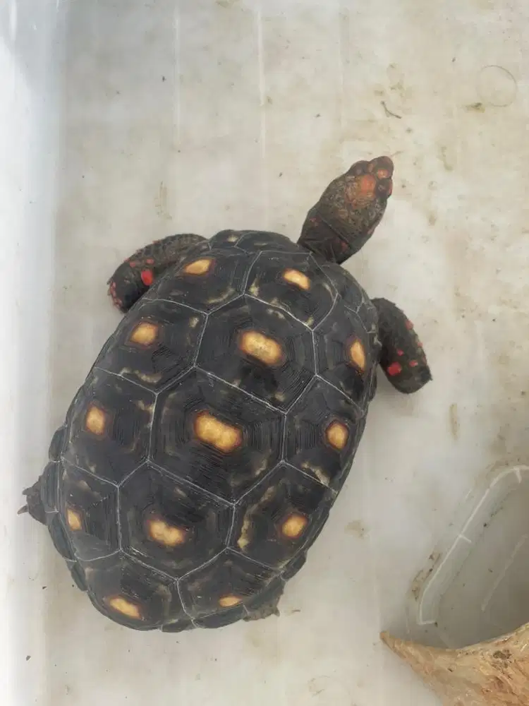 Dijual Sayang Sangat terawat