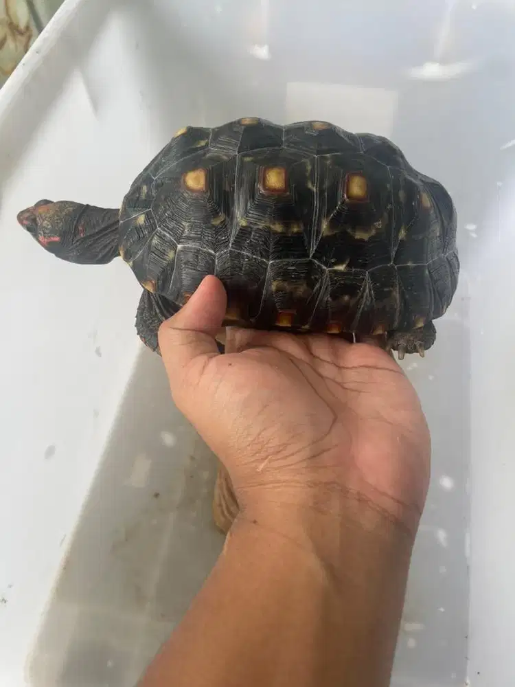 Dijual BU Kura Kura darat sangatt jossss Terawat