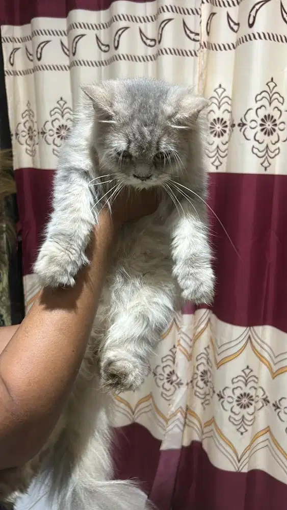 KITTEN PERSIA JANTAN