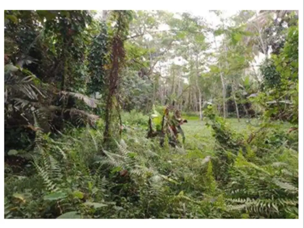 Tanah Strategis dan Murah di Kawasan Salam, Magelang dekat dengan Gerbang Tol Banyurejo
