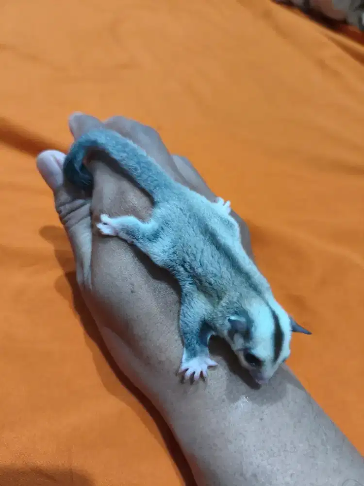 Sugar glider Platinum Jantan