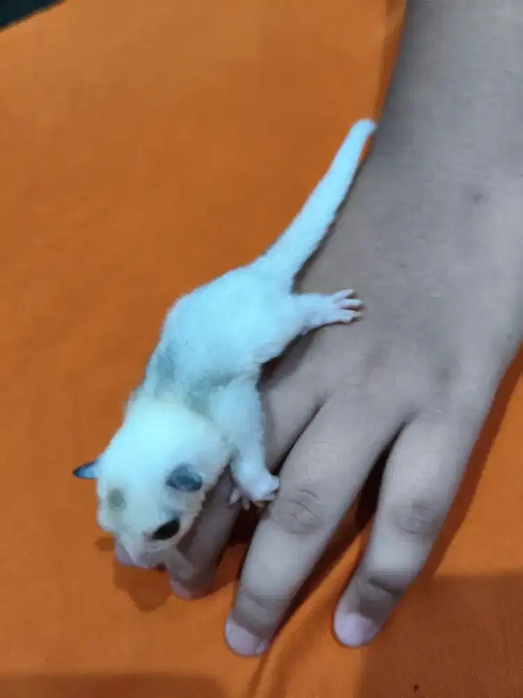 Sugar glider mozaik jantan