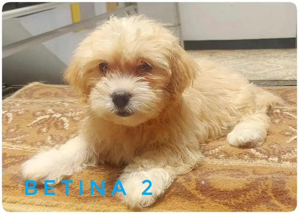 Anakan Anjing Maltesse Mix Pom