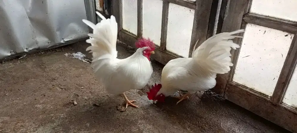 2 ekor Kate biasa jantan