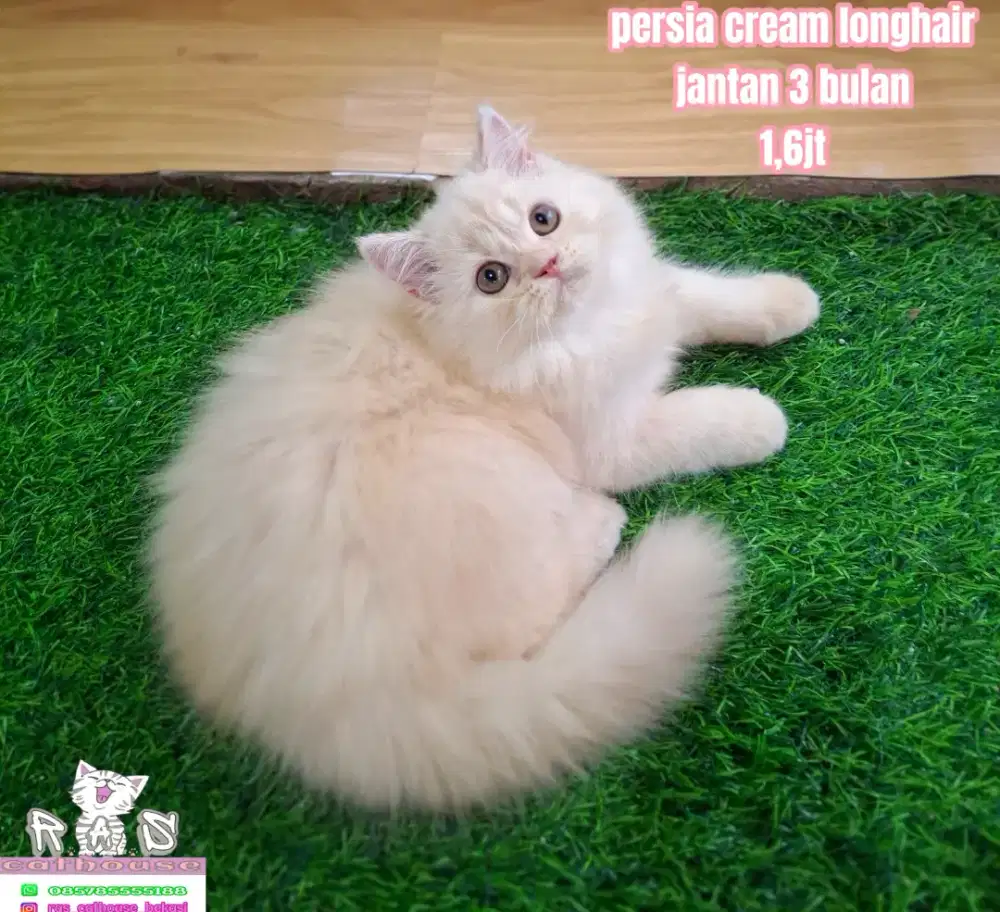 Kucing munchkin peaknose flatnose llucu lucu