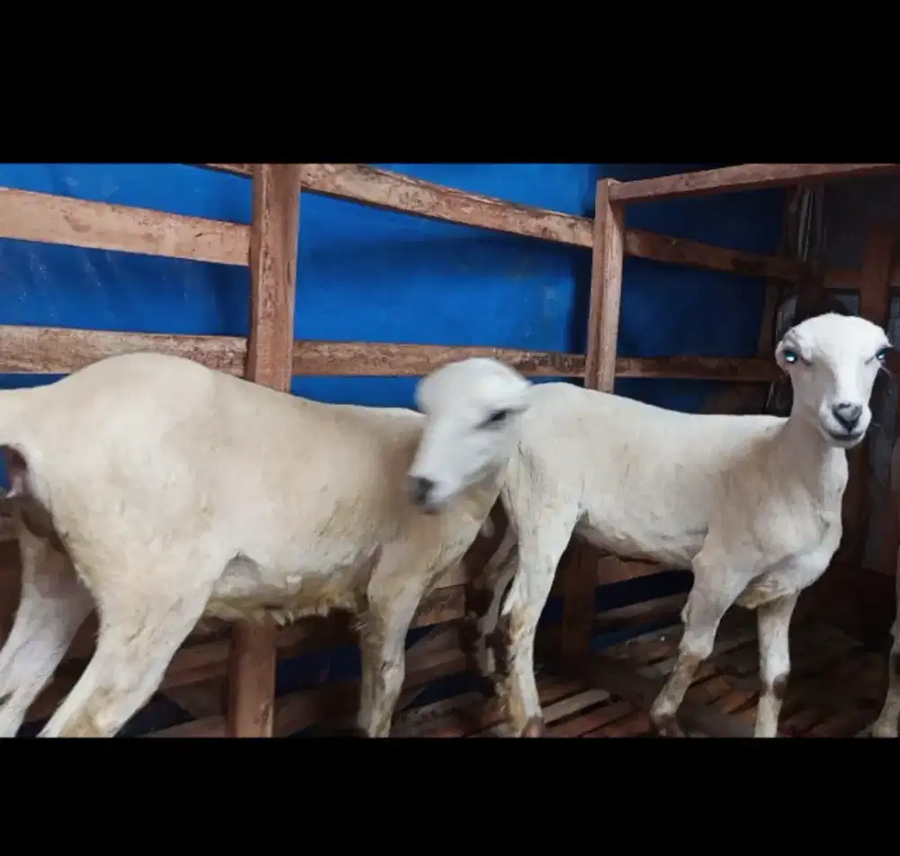 Domba Garut betina  4 bln