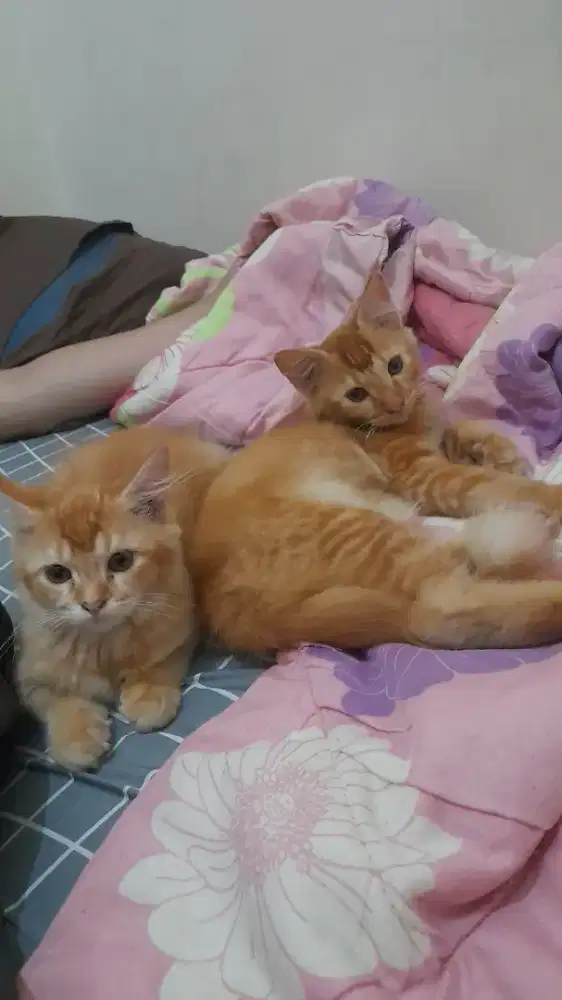 Open Adopt Kitten Mixdom