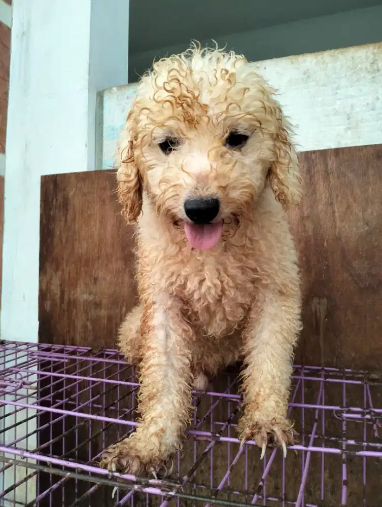 Jual poodle jantan