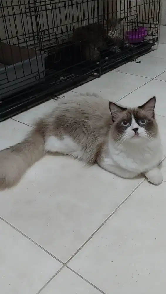 Ragdoll mata biru bicolour simetris jago kimpoi pinter kawin