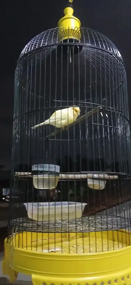 Burung kenari seri af