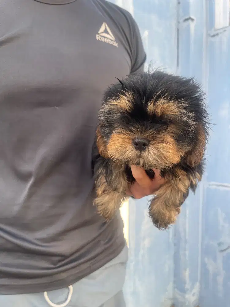 Shihtzu yorkshire medan