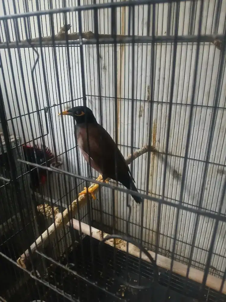 Jual jalak nias langka kretekan