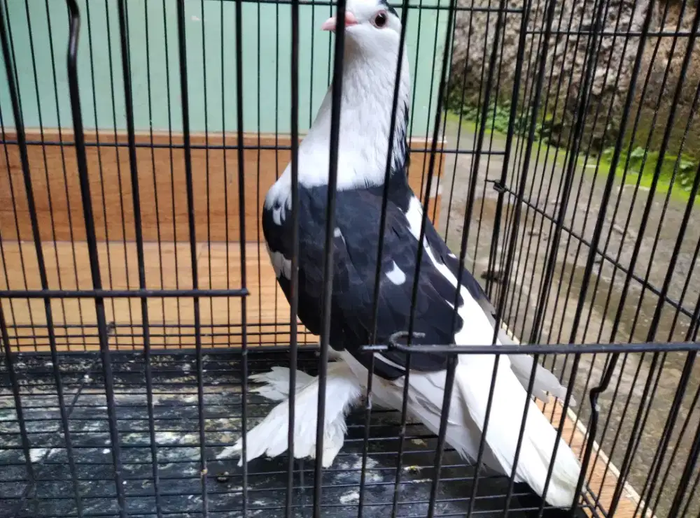 Burung Merpati Hias kaki kipas warna cantik jantan