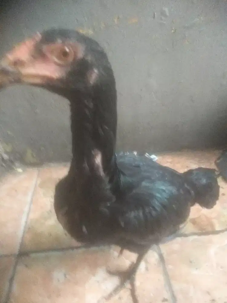 Ayam Bangkok betina trah import