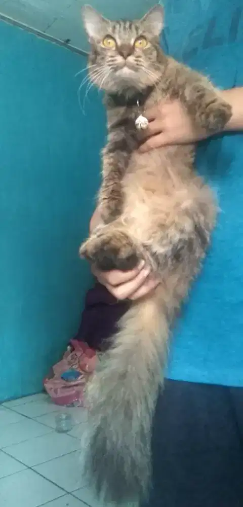 Kucing kitten betina