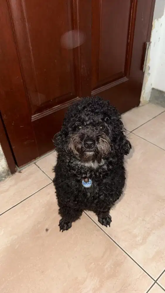 DICARI ART MENGINAP SEGERA