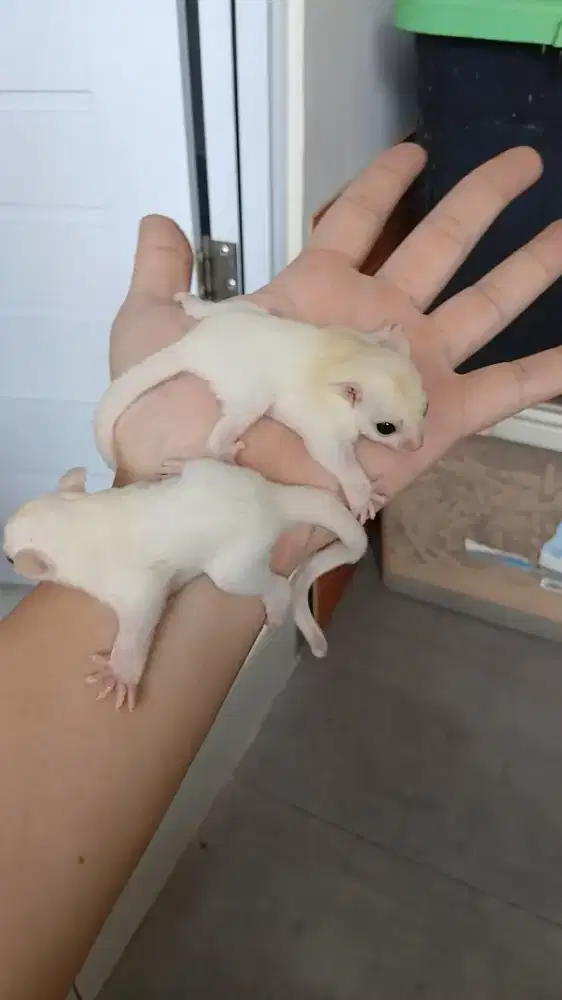 Sugar glider leucistic joey