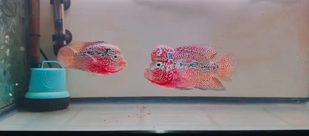 Louhan Kamfa F2 Twotone