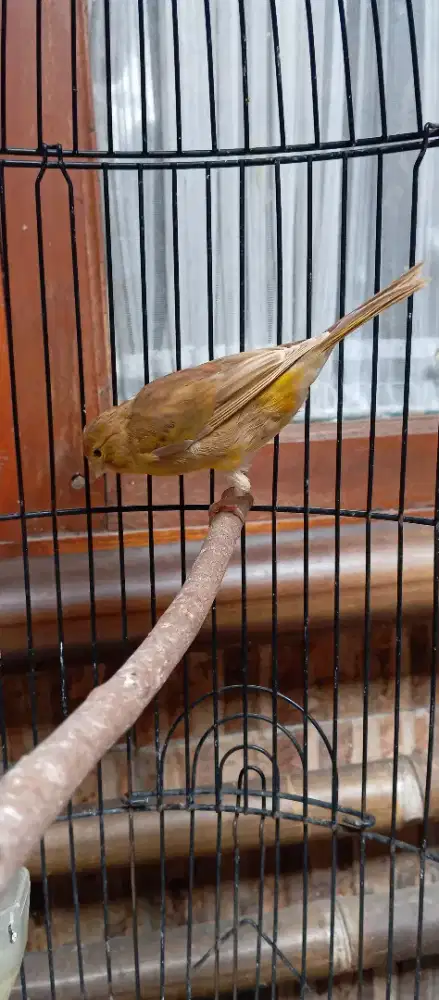 Burung kenari betina af isabel melon