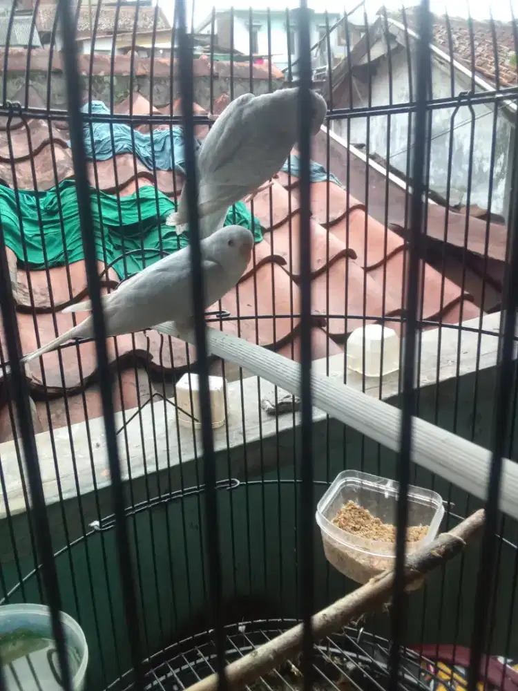 Parkit mata merah jodoan kata yang pertama pernah produksi