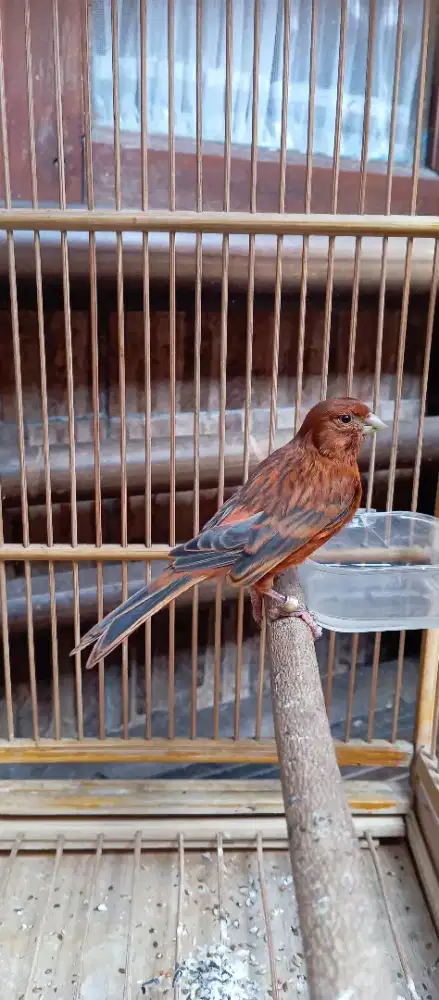 Burung kenari blackred ori