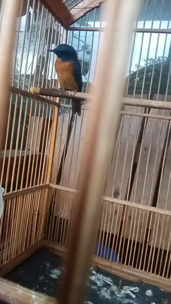 Tledekan mulus lagi dorong ekor rajin bunyi