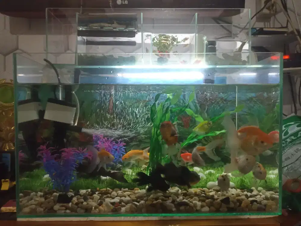 Aquarium Gratis Filter kaca besar