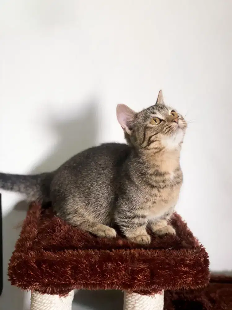 BSH MUNCHKIN GOLDEN BLACK