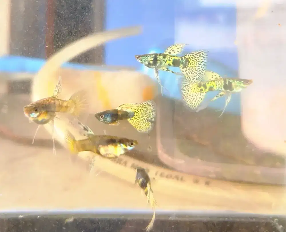 Ikan guppy yellow tiger king cobra YTKC sepasang