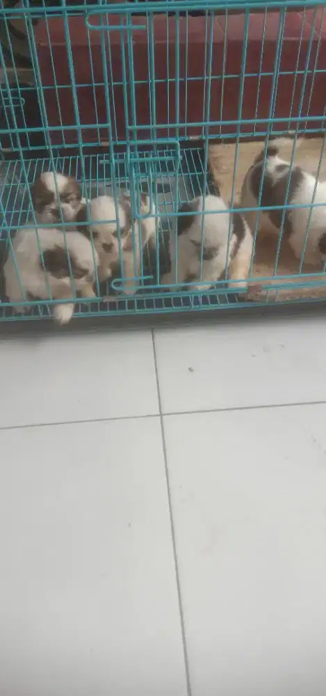 Anakan Shitzu jtn btn 5 Minggu