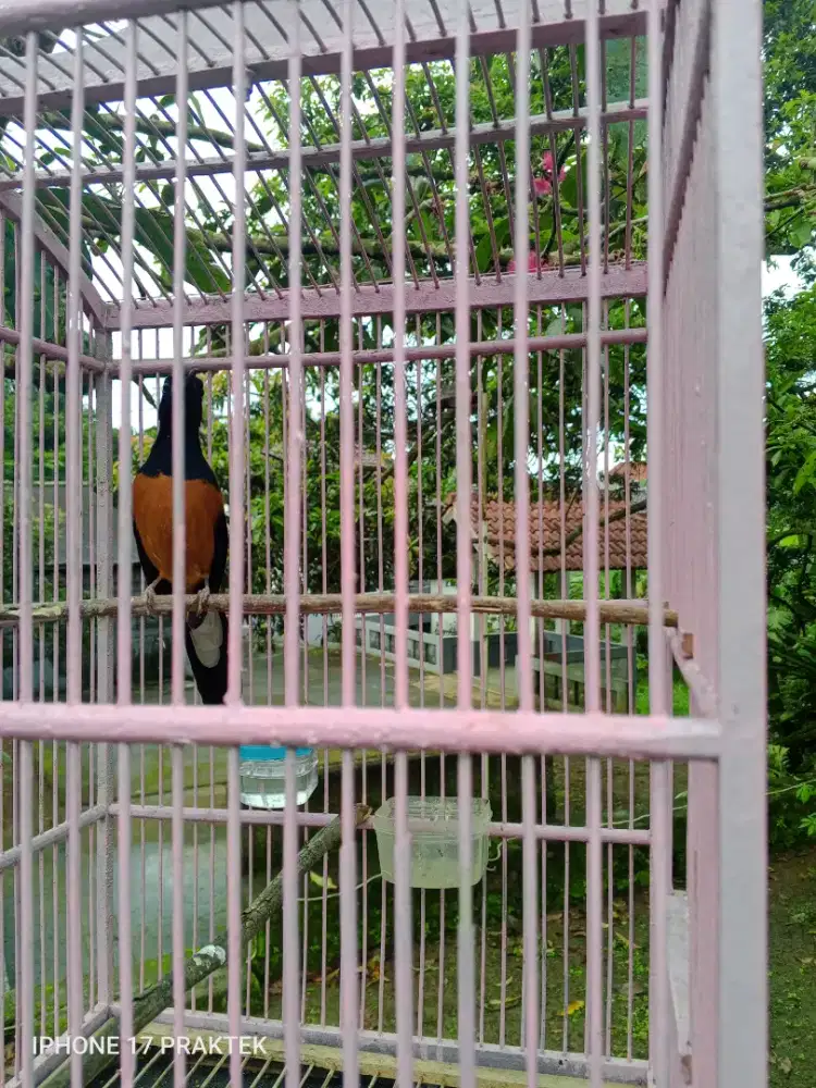 Jual burung murai batu
