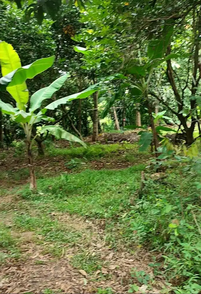 DIJUAL TANAH SHM KAMPUNG CIATER DESA RAWA KALONG DEKAT BSD SERPONG