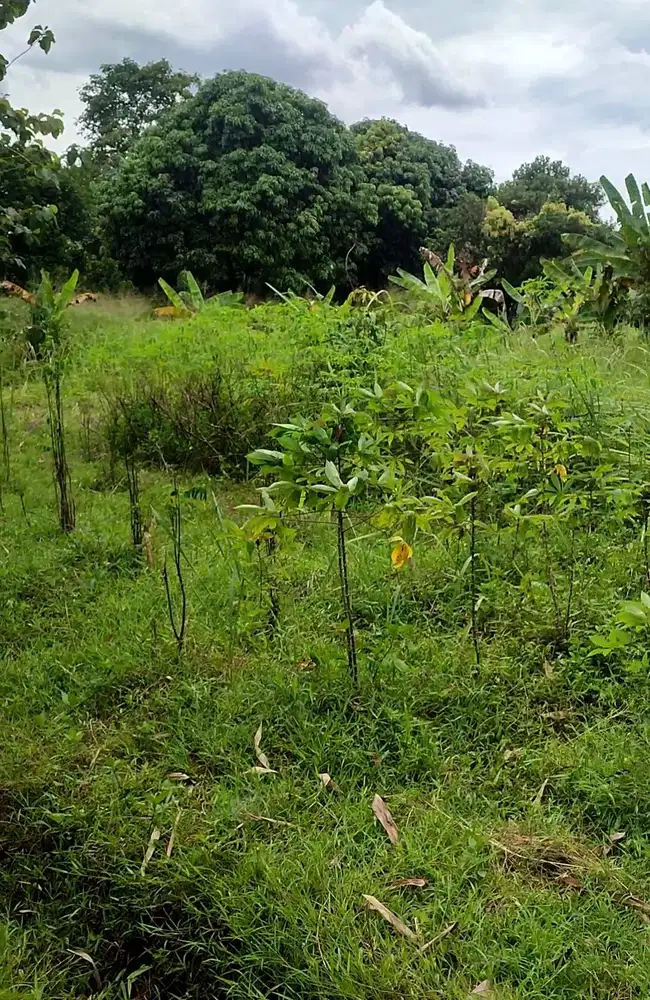 DIJUAL TANAH SHM KAMPUNG CIATER DESA RAWA KALONG DEKAT BSD SERPONG