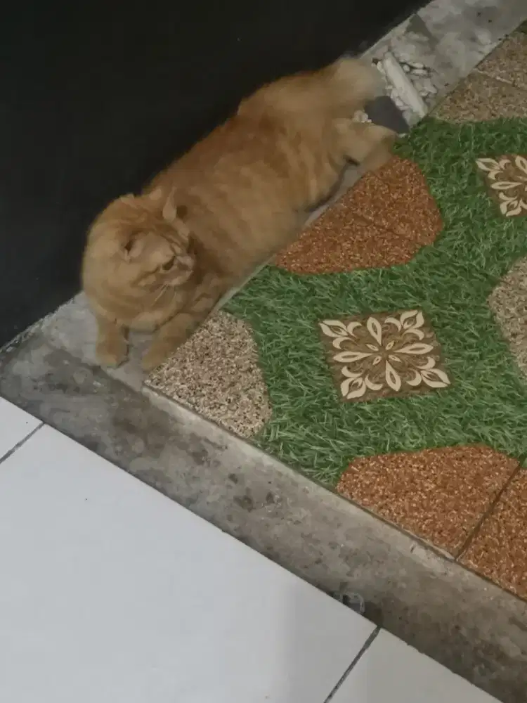 Kucing persia betina