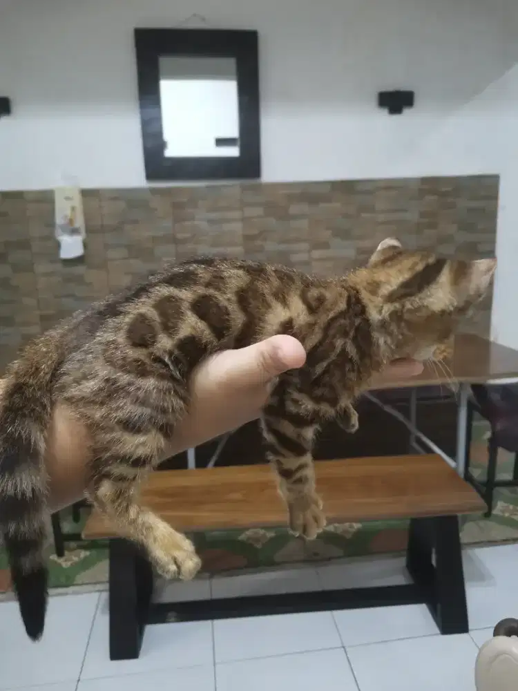 Kitten betina dan jantan