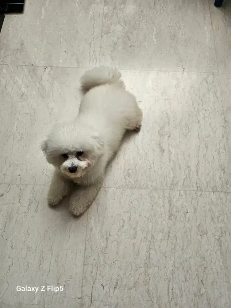 Dijual Anjing putih jenis Bichon Frise