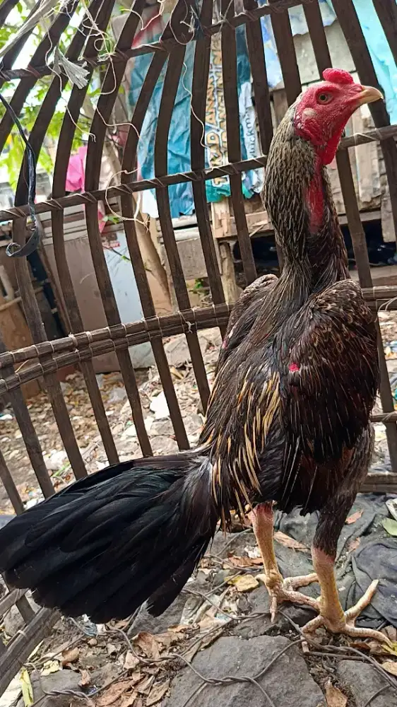 Ayam bangkok bulbi mangon