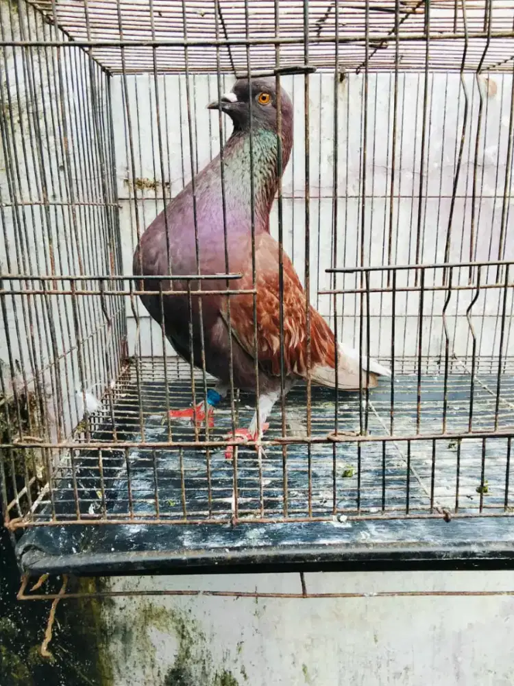 Bujangan burung dara