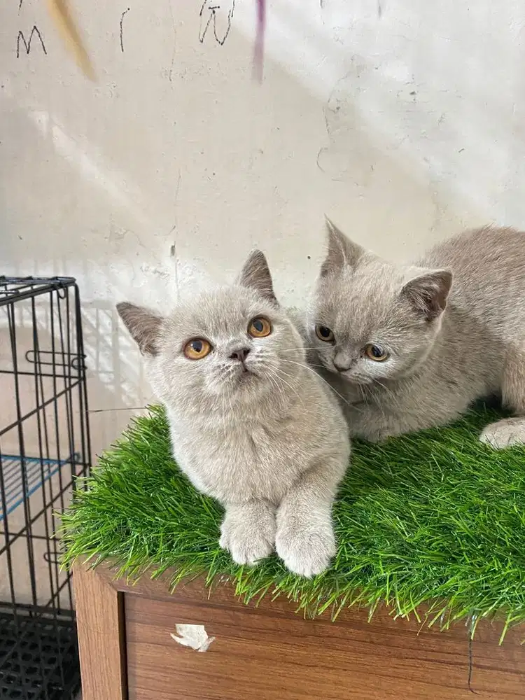 British shorthair lillac female
