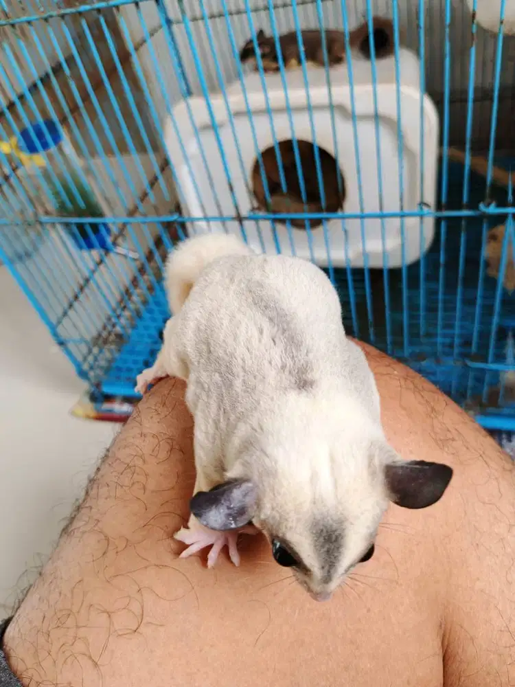 Sugar Glider White Mozaik Ring Tail Sidoarjo