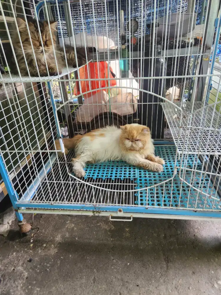 Kucing persia peaknose