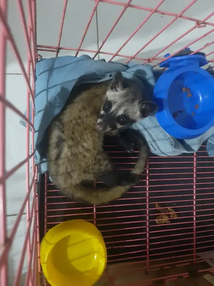 Musang pandan not anjing dan kucing persia