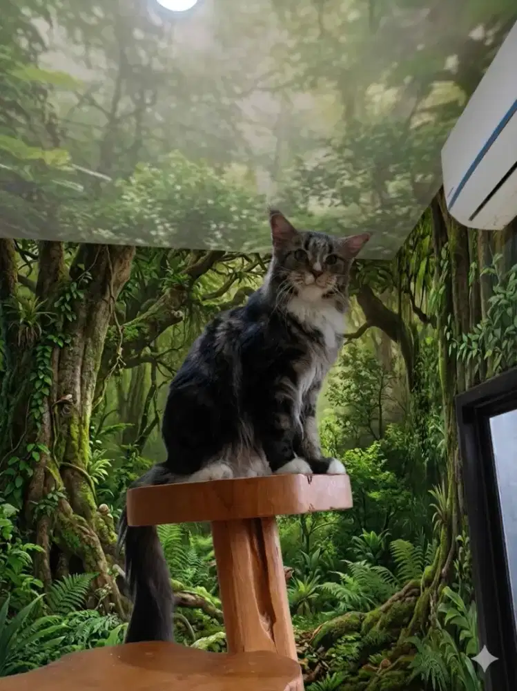 Kucing mainecoon Nonped