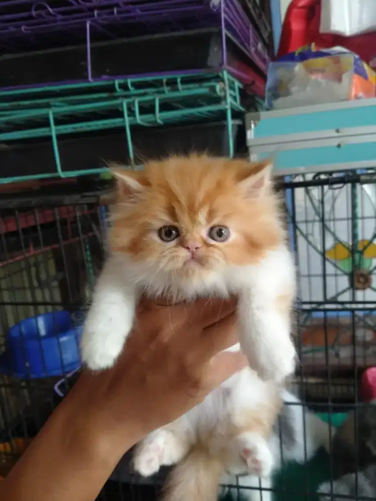 Kitten betina flatnose