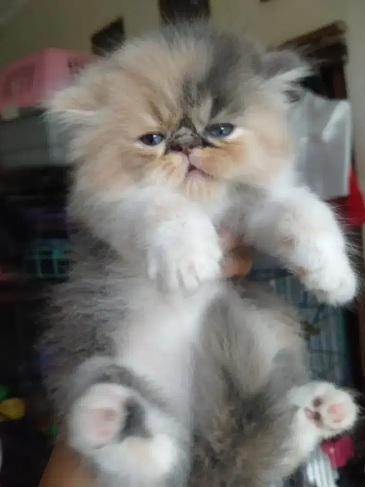 Kitten betina flatnose