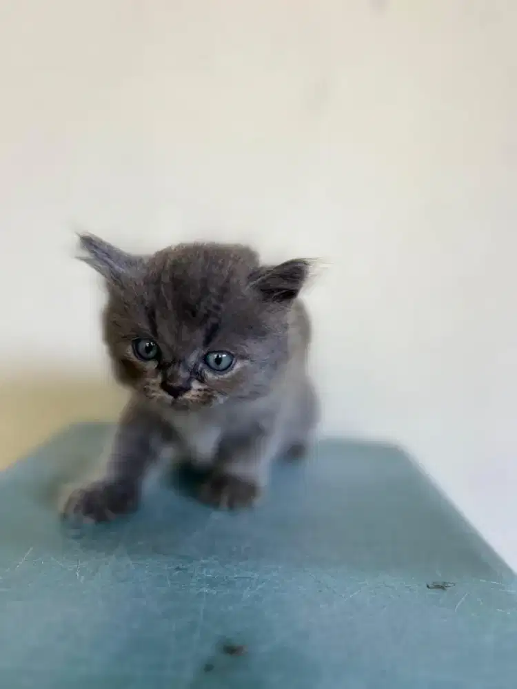 Kucing full abu2 solid