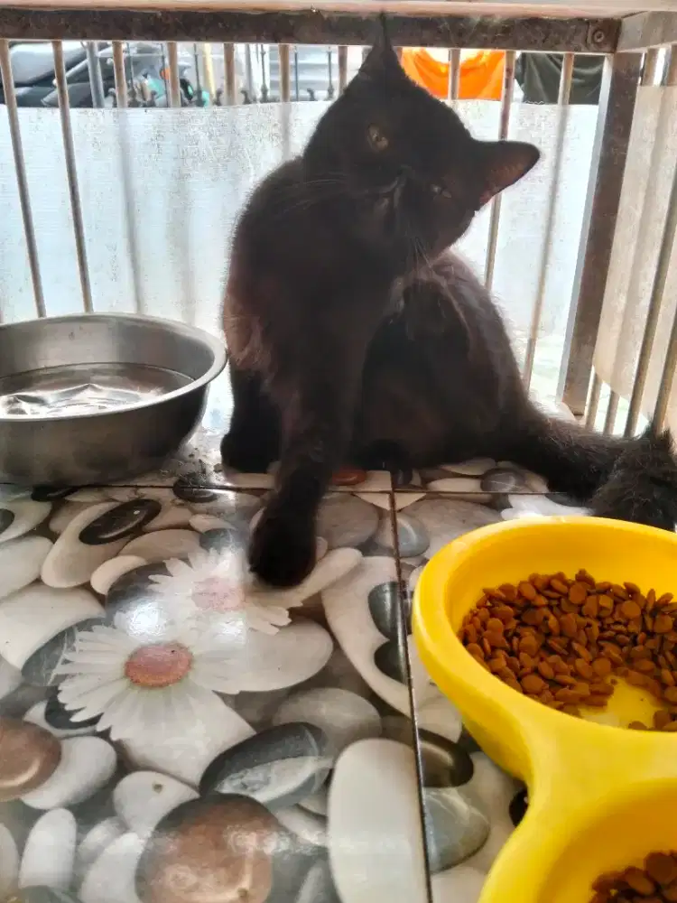 Exotic hitam super bulat