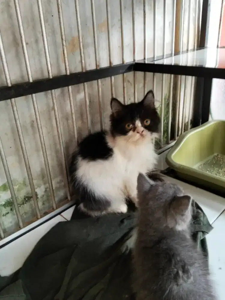 Flatnose hitam putih